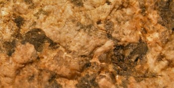 DSC02770.бык (2).jpg