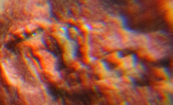 2016-05-25 12-42-08.Природные слепцы.jpg