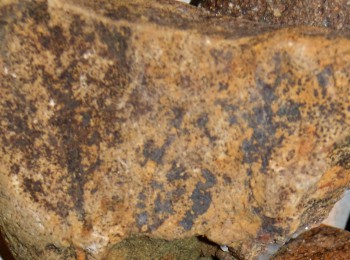 2016-07-17 07-35-30.дерево.jpg