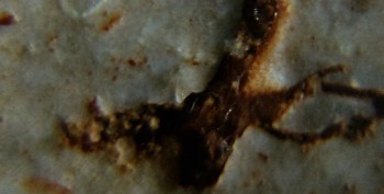 2016-11-30 15-58-06.серп2.jpg