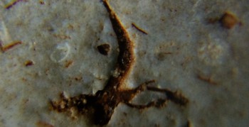 2016-11-30 15-58-серп.jpg