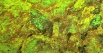 DSC02818.сова (3).jpg