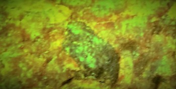 DSC02818.сова (4).jpg