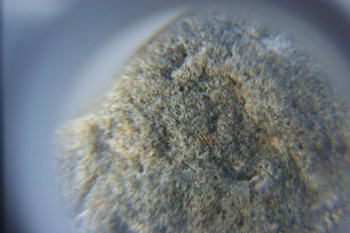 2017-02-05 11-48-24.JPG