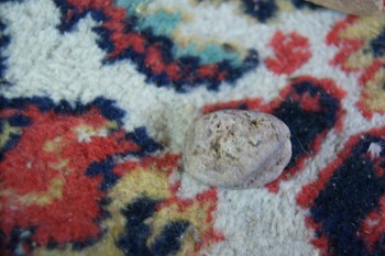 2017-02-08 13-21-54.JPG