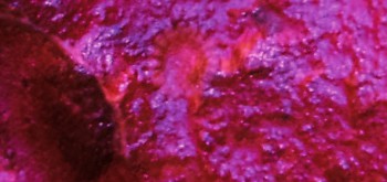 DSC02790.солнце (5).jpg