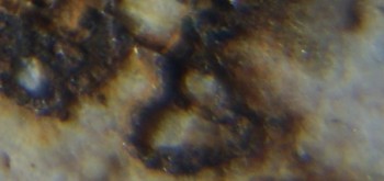 2017-02-05 11-55-34 (3).JPG