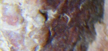 2017-01-08 13-39-00 (4).JPG