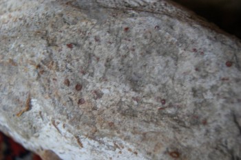 2017-03-06 11-52-46.JPG