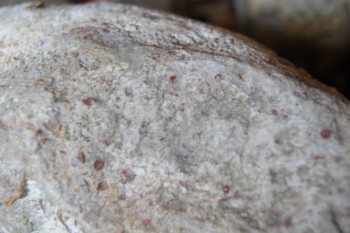 2017-03-06 11-52-56.JPG