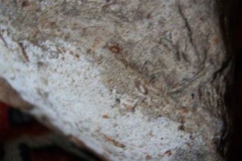 2017-03-06 11-54-10.JPG