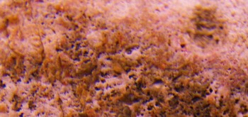 2017-01-11 06-35-42 (4).JPG