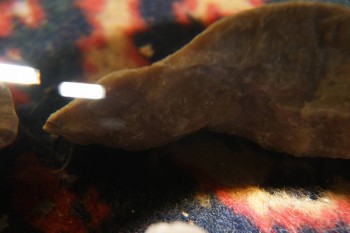 2017-04-07 10-21-44.JPG