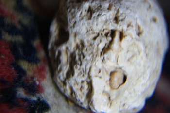 2017-04-07 10-28-46.JPG