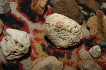 2017-04-07 10-32-52.JPG