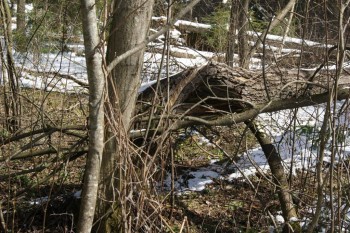 2017-04-20 09-16-32.JPG