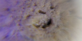 DSC07691. реальность29.jpg