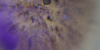 DSC07703. Зрение1.jpg