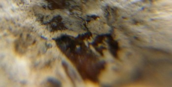 DSC07709. зрение12.jpg