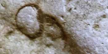 DSC07869. Головастик.jpg