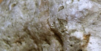 DSC07872. Головастик2.jpg