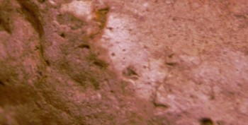 DSC07872. Головастик3.jpg