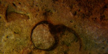 DSC07874. Головастик4.jpg