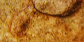 DSC07874. Головастик5.jpg