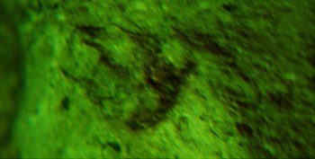 DSC07875. Головастик6.jpg