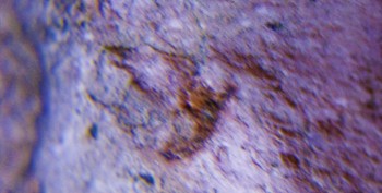 DSC07875. Головастик7.jpg