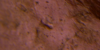 DSC07875. Головастик8.jpg