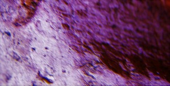 DSC07875. Головастик9.jpg