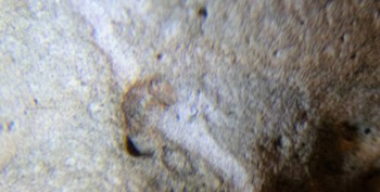 DSC07876. Головастик10.jpg