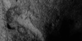 DSC07876. Головастик11.jpg