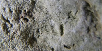 DSC07877. Головастик12.jpg