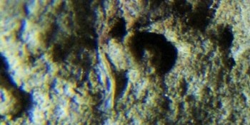 DSC07877. Головастик13.jpg