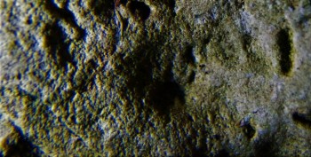 DSC07877. Головастик14.jpg