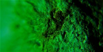 DSC07879. Головастик15.jpg