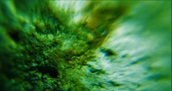 DSC07880. Головастик16.jpg