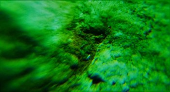 DSC07881. Головастик17.jpg