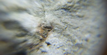 DSC07881. Головастик18.jpg