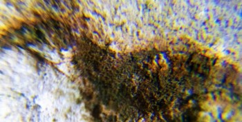 DSC07882. Головастик19.jpg