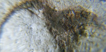 DSC07882. Головастик20.jpg