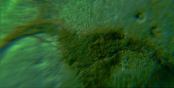 DSC07883. Головастик.jpg