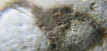 DSC07884. Головастик22.jpg