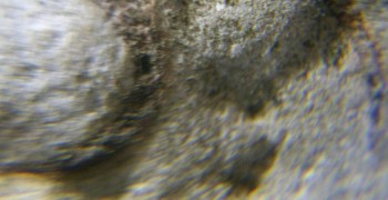 DSC07884. Головастик23.jpg