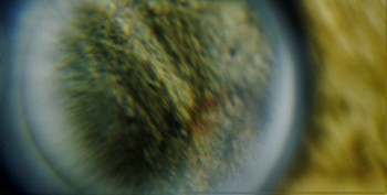 DSC07992. Медуза6.jpg