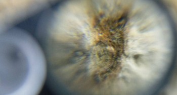 DSC08002. Медуза18.jpg