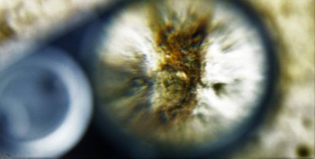 DSC08002. Медуза19.jpg