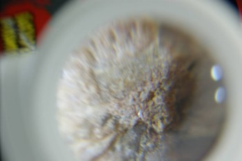 DSC08271.JPG